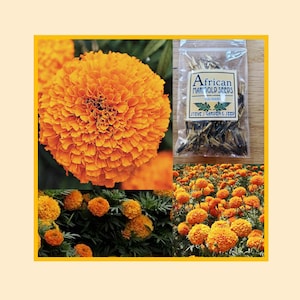 African Marigold Seeds, Giant Orange Marigolds, Organic Non-GMO, Orange Flowers and Blooms, Marigold Plants, Spring Summer Fall Plant