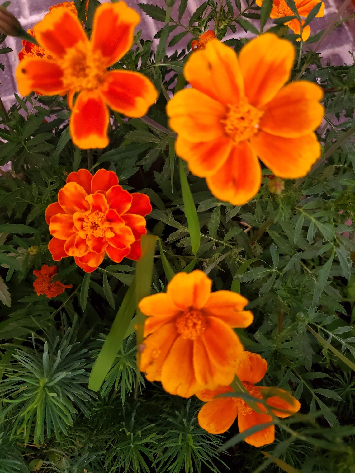 Marigold Seeds / Red Marietta / Large Marigolds / Plant Seeds Etsy