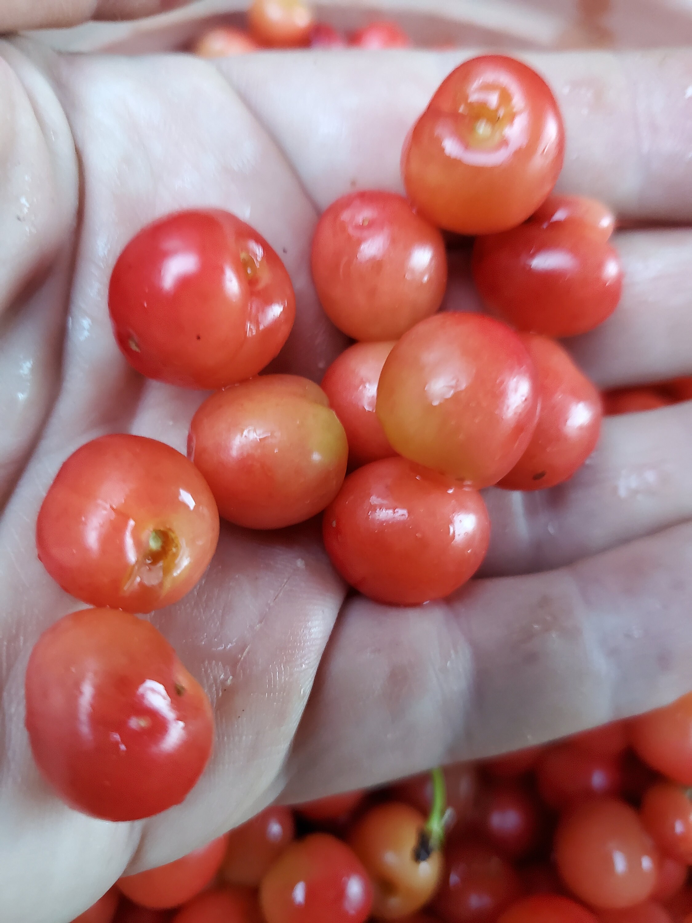 thumbnail image 2 of 15 Rainier Cherry Seeds – Sweet, Rare, Non-GMO Heirloom Fruit Tree Seeds For Home Garden 2 of 6