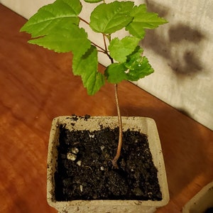 May include: A small plant with bright green leaves and a brown stem is planted in a square, beige pot filled with dark soil. The plant is set on a brown wooden surface.