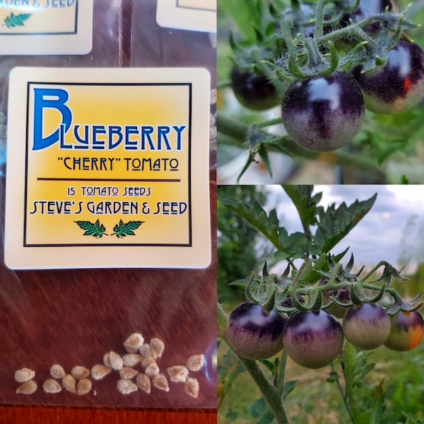 Blueberry Cherry Tomato Seeds, 15 Seeds Per Pack, Non-GMO, Harvested and Fermented at Small Missouri Farm