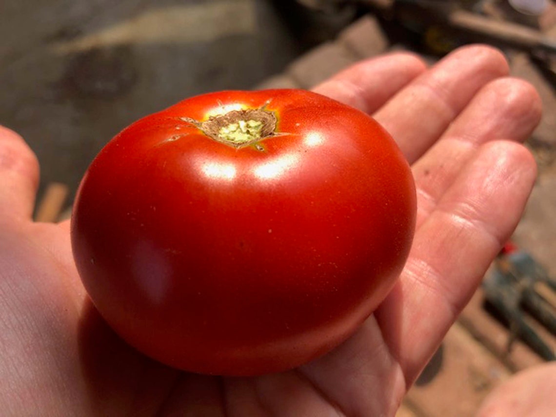 BIG BOY Tomato Seeds / High Quality / 25 Seeds / Organic / U S A