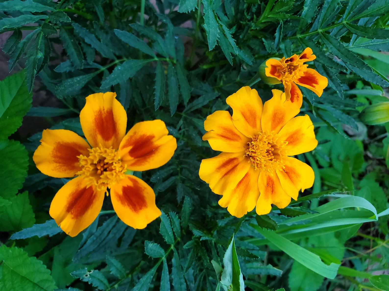 Marigold Seeds / Red Marietta / Large Marigolds / Plant Seeds Etsy