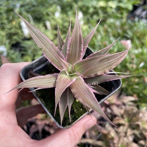 Cryptanthus ‘MARION OPPENHEIMER’