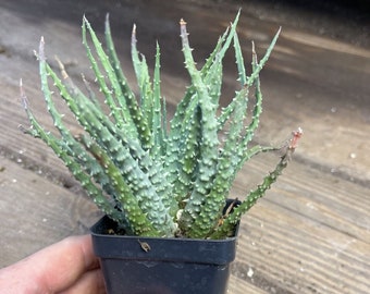 Aloe HUMILLIS - Easy care succulent plant!