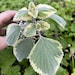 see more listings in the Plectranthus section