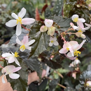 Begonia ‘CONCORD’