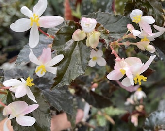 Begonia ‘CONCORD’