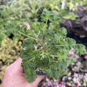 Pelargonium ‘PEACH’ - Scented geranium