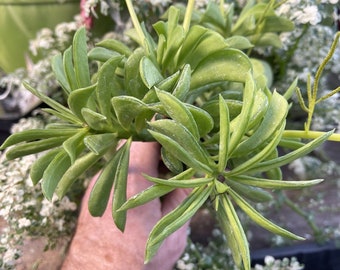 PEPEROMIA DOLABRIFORMIS - Really nice large plant