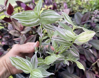 Tradescantia fluminensis ‘LAVENDER’