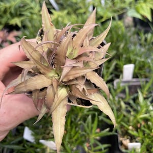 Cryptanthius ‘CAFE AU LATTE’ - Clustered