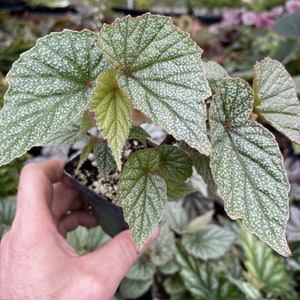 BEGONIA ‘SINBAD’!
