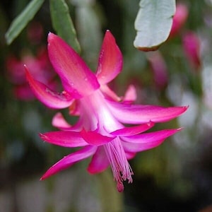 True Christmas cactus - SCHLUMBERGERA X BUCKLEYI - Rooted plants