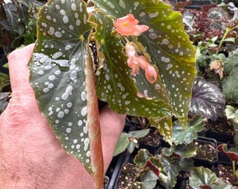 Begonia ‘fabulous tom’- Compact angel wing begonia