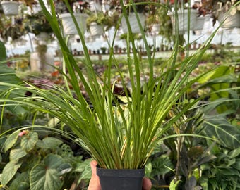 Acorus Gramineous Licorice Flag Plant 2.5 Inch Pot Aromatic Culinary - Etsy