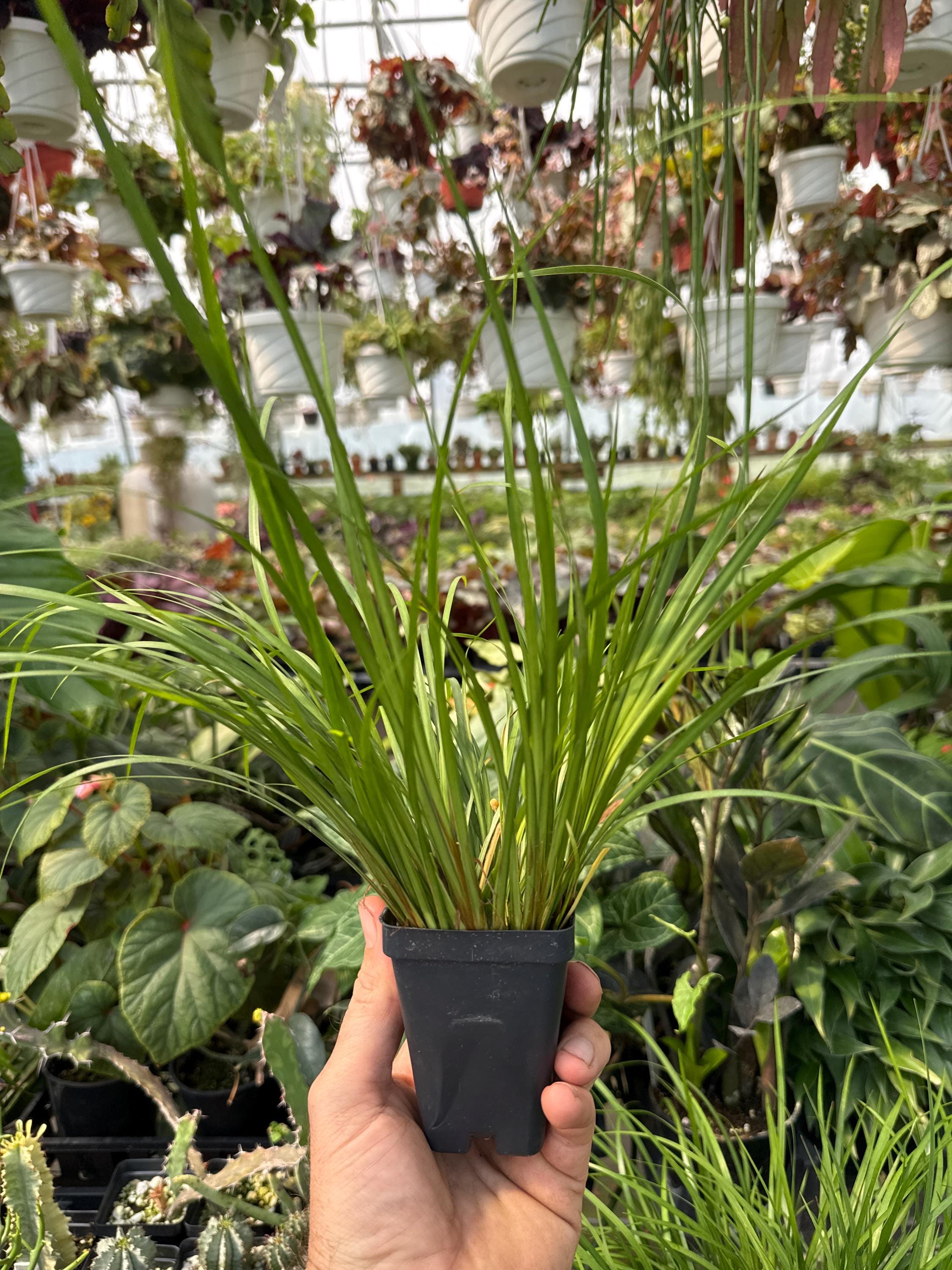monstera variegata kaufen schweiz Monstera Full Mint deliciosa borsigiana Variegata 