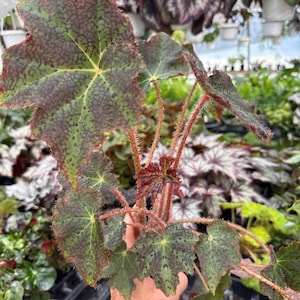 Begonia ‘fuscomaculata’