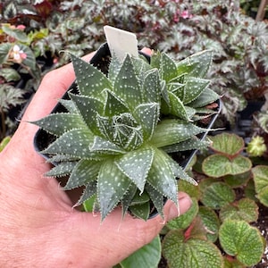 Aloe aristata