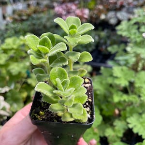 May include: A small potted plant with light green, textured leaves. The plant is in a square black plastic pot and is held by a person. The background is blurred, showing other plants in a greenhouse setting.