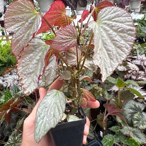 Begonia ‘two face’