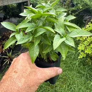 May include: A vibrant green basil plant with pointed, ovate leaves growing in a black plastic nursery pot. The plant features multiple stems with lush foliage, showcasing a bright, healthy appearance with distinct veining on each leaf surface.