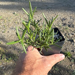 May include: A small rosemary plant with slender, needle-like green leaves growing in a black plastic nursery pot filled with soil and perlite. The plant features multiple upright stems with vibrant, textured foliage extending from the container.
