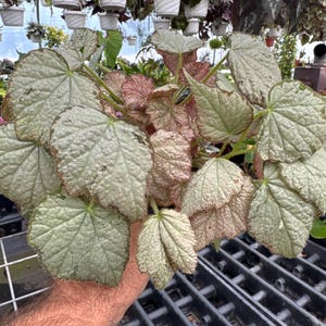 Begonia ‘QUEEN OLYMPUS’