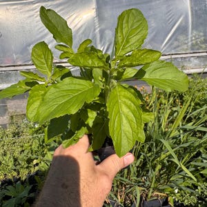 May include: A small potted plant with vibrant green, serrated leaves growing from a central stem. The plant is held in a black plastic nursery container, showcasing lush foliage with visible veins and a slightly textured surface on each leaf.