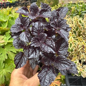 Coleus ‘shiny shoes’