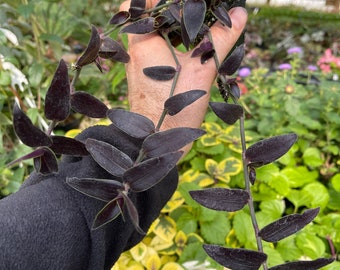 Tradescantia Dark Desire Starter Plant: Deep Purple Foliage - Etsy