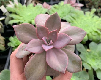 Echeveria gibbiflora ‘pink rose’