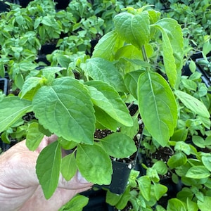 Tree Holy Basil Ocimum gratissimum