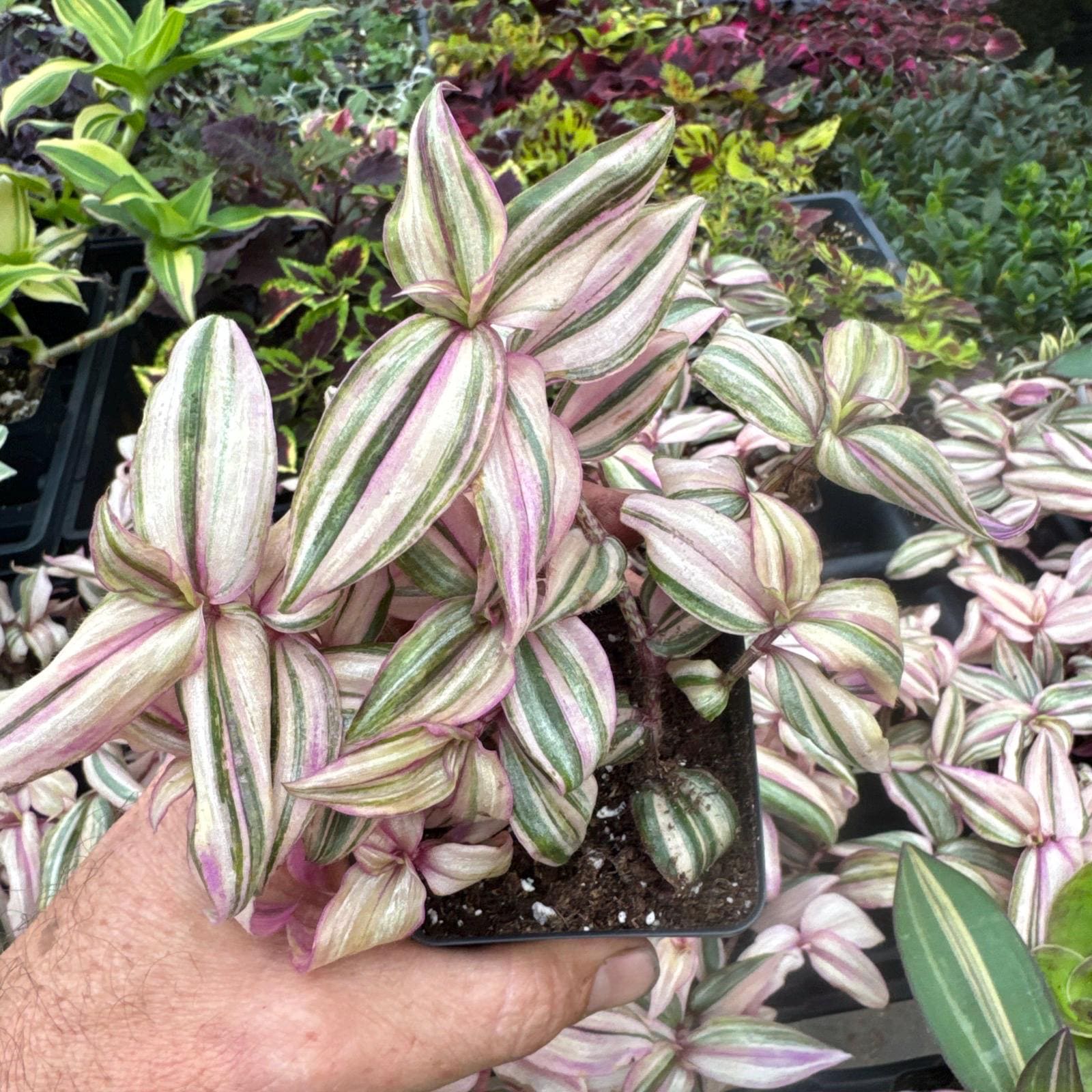 Tradescantia Zebrina 'danny Lee' - Etsy