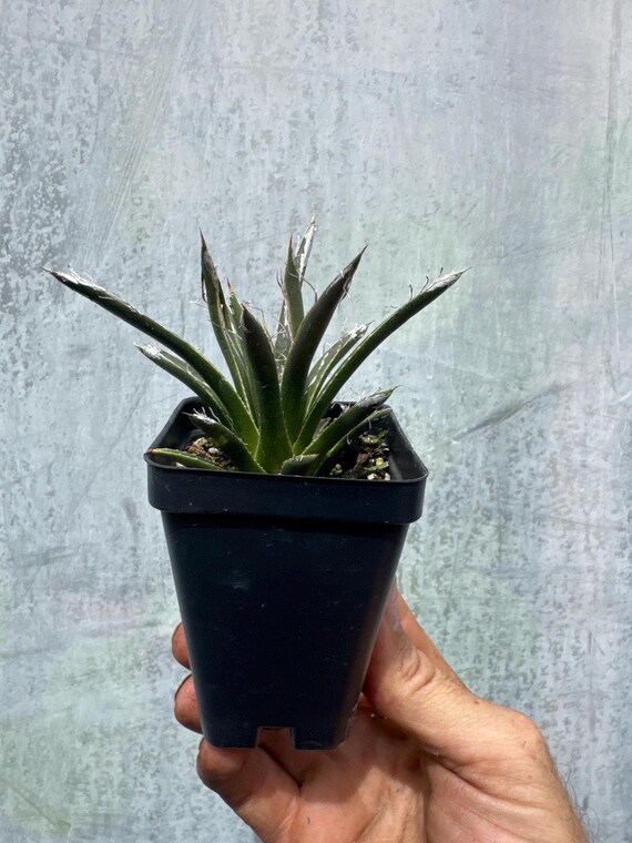 Agave Toumeyana V. Bella - Etsy