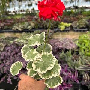 May include: A potted geranium plant featuring a single vibrant red flower bloom atop a long green stem, accompanied by rounded, scalloped leaves that display a distinct variegated pattern of deep green centers surrounded by creamy white margins.