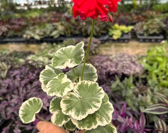 Pelargonium ‘ wilhelm langguth ’! FANCY LEAF GERANIUM!