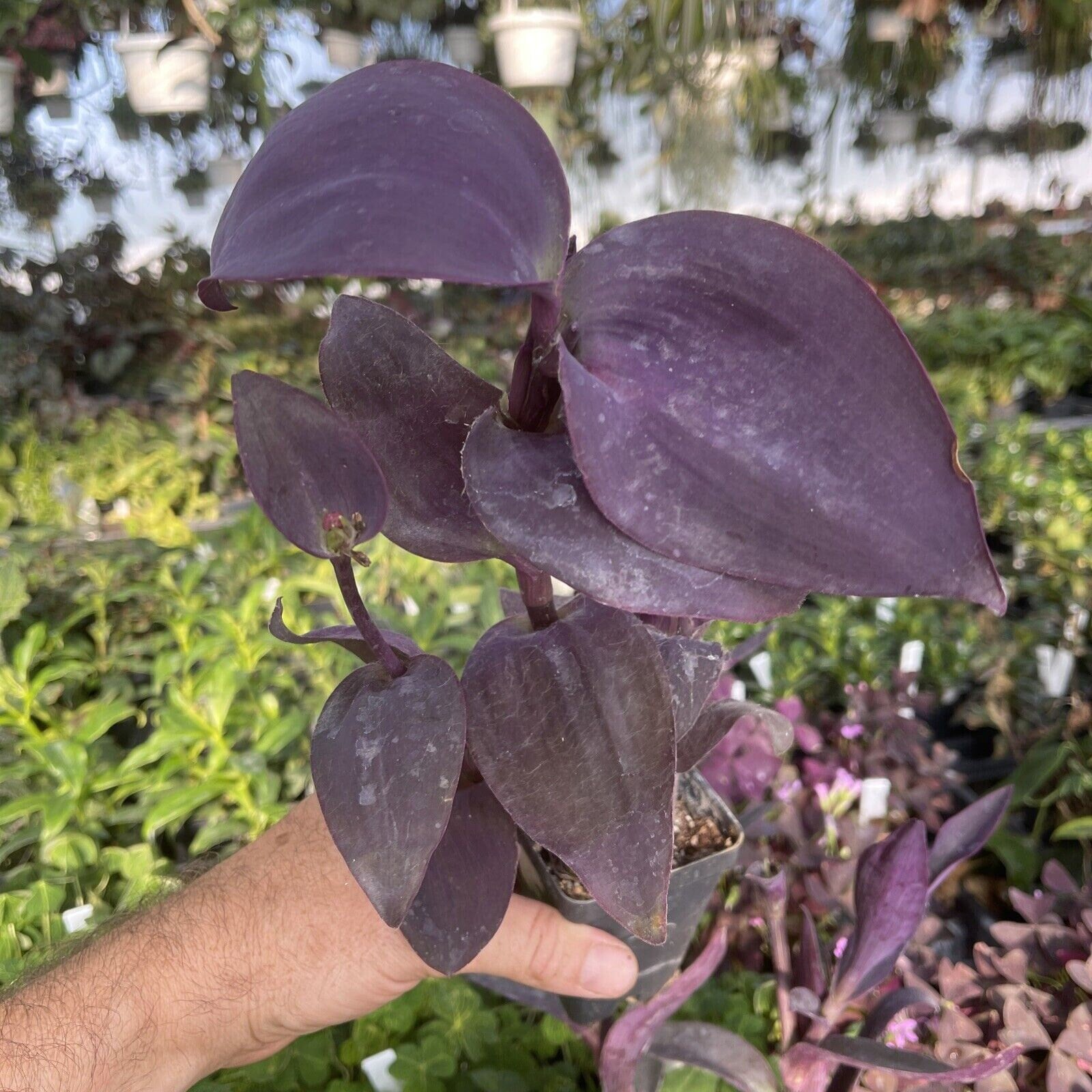Tradescantia Pallida 'BILTMORE BIMBO' - Etsy