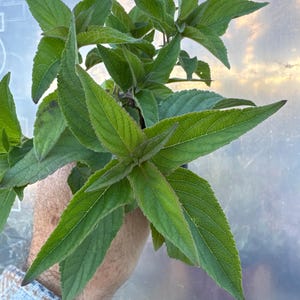 May include: A vibrant green plant with pointed, serrated leaves arranged in a symmetrical pattern. The foliage features a textured surface with visible veins and a slightly darker green hue along the edges of the leaves, showcasing a healthy growth.