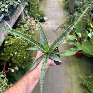 Sansevieria ‘silver steel’