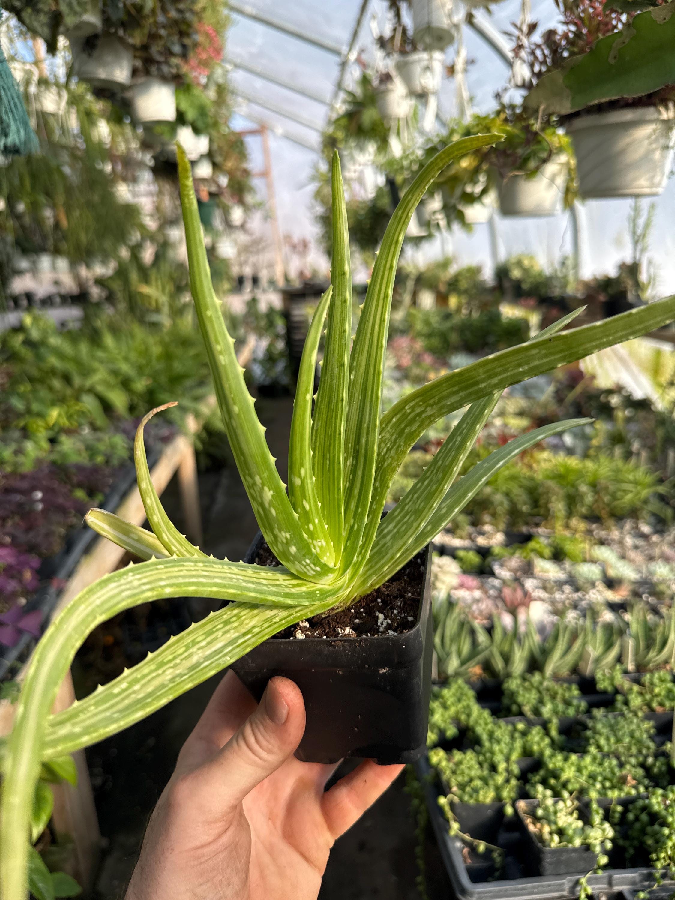 Variegated Aloe Vera! Aloe Chinensis 'soothing Stripes'! - Etsy