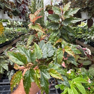 Begonia ‘medora’