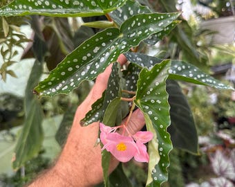 Begonia ‘my special angel’-2.5 inch pot