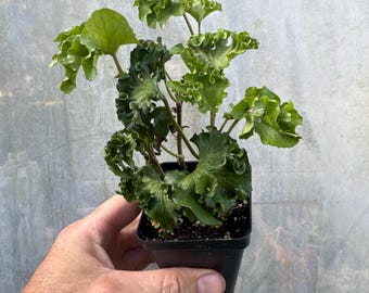 Ivy - Hedera helix ‘filigran’- Very hard to find!