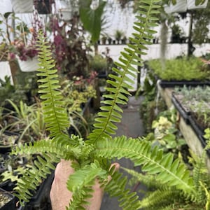 Nephrolepis cordifolia ‘emerald queen’! Upright Boston fern