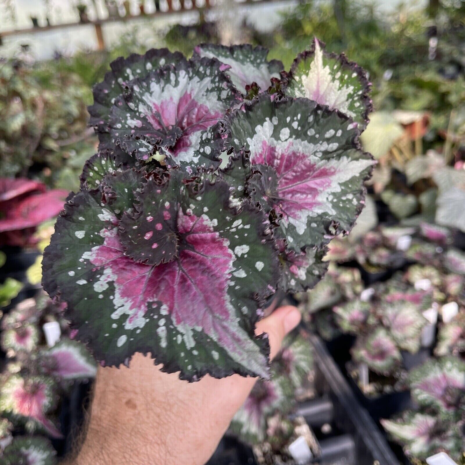 Begonia 'shadow King Lime Ricky' - Very Pretty Rex Begonia - Etsy Begonia 'shadow King Lime Ricky' - Very Pretty Rex Begonia - Etsy