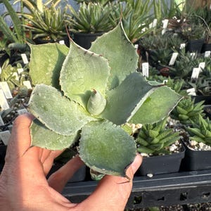 May include: A close-up of a small, green succulent plant with sharp, pointed leaves. The plant has a symmetrical, star-like shape and is held in a person's hand. Other potted plants are visible in the background.
