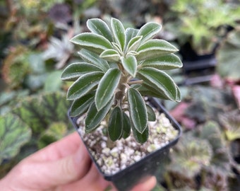 PEPEROMIA ASPERULA!