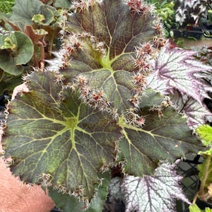 Begonia ‘la cresta’
