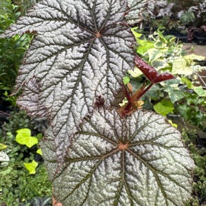 Begonia ‘shadowland’